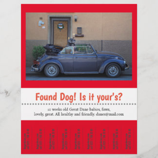 Flyer Cachorro Encontrado Arrancar