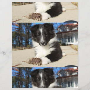 Flyer cachorro preto e branco shet shp