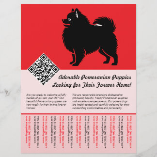 Flyer 🐾 Cachorros Premium Pomerânia Disponíveis Agora v