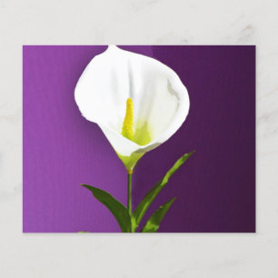 Flyer Calla Lilly