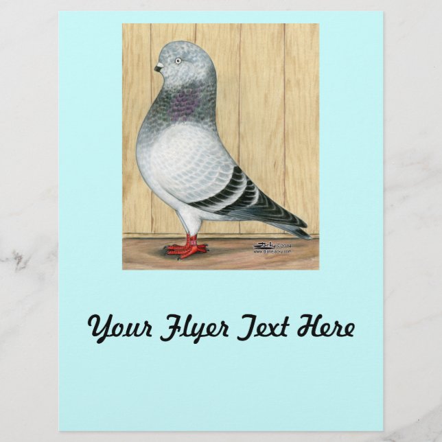 Flyer Canadense Show Tippler Pigeon Blue Grizzle (Frente)