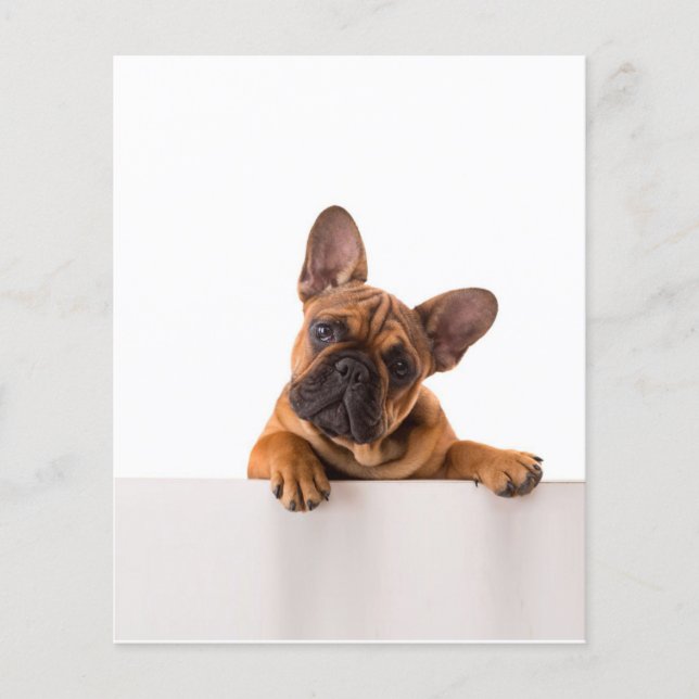 Flyer Cão-de-Massa | Muito bonito, Buldogue inglês (Frente)