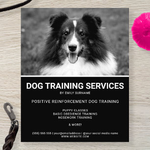 Flyer Cão de Ovelha Shetland Preto e Branco Foto Treinad