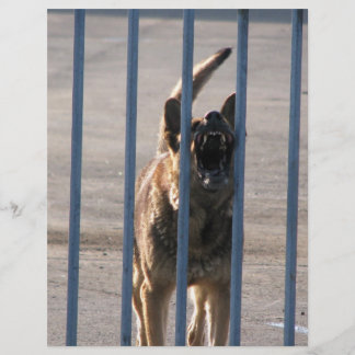 Flyer Cão que ladra