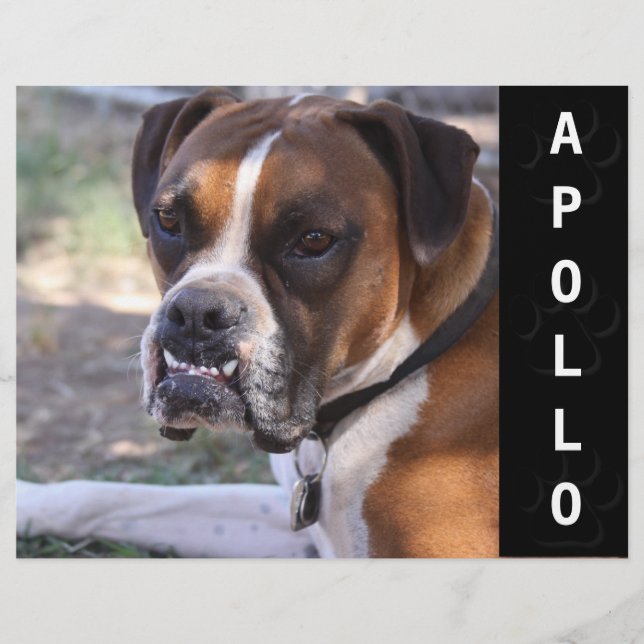 Flyer Captura de Cabeçalho da Placa Comp de Atores Anima (Frente)