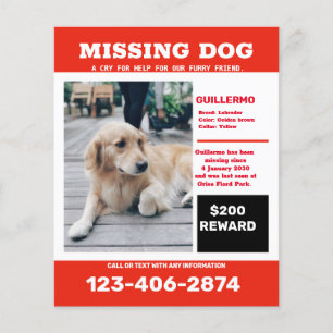 Flyer Cartaz de anúncio de foto de cachorro desaparecido