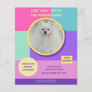 Flyer Cartaz de Foto Colorido Moderno de Cachorro Desapa