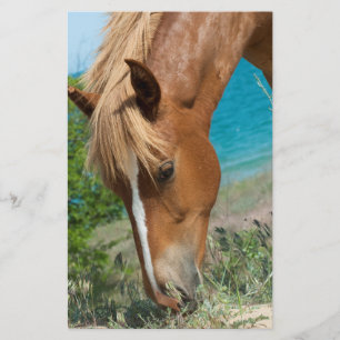 Flyer Cavalo