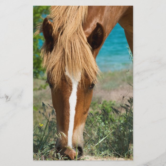 Flyer Cavalo (Frente)