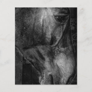 Flyer Cavalo   Canvas equestre