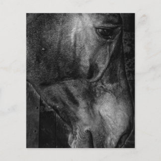 Flyer Cavalo | Canvas equestre