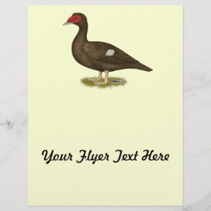 Flyer Chocolate Muscovy Duck