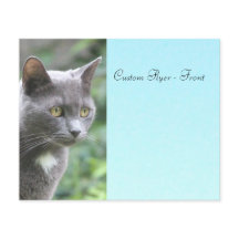 Cinza Gatinho com azul