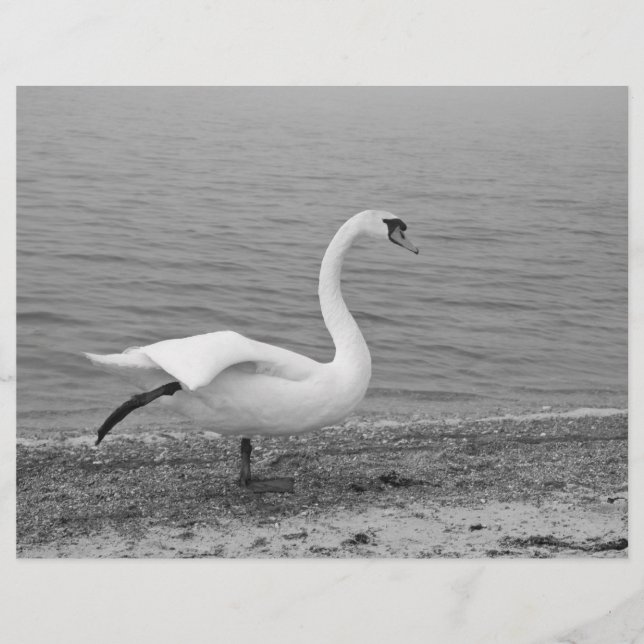 Flyer Cisne dançante (Frente)