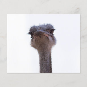 Flyer Convite para Mug Café Ostrish