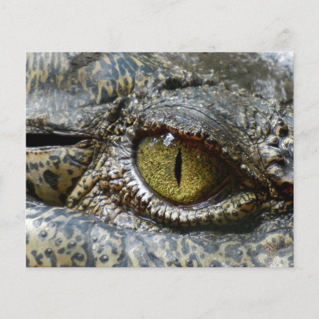 Flyer crocodilo ocular animal personalize diy personaliz (Frente)
