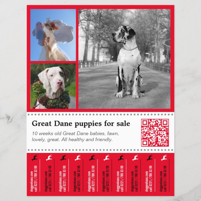 Flyer de rasgar Designer para Dogue Alemão (Frente)