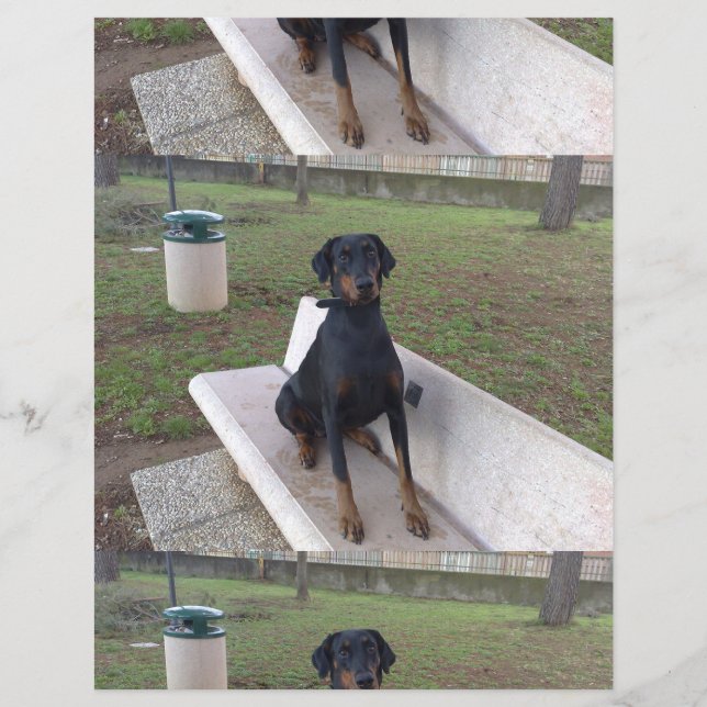 Flyer doberman pincher sentado (Frente)