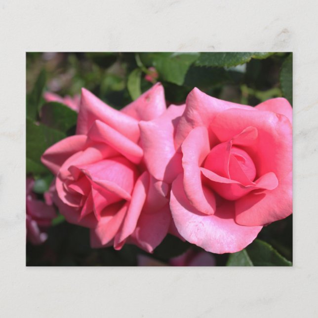 Flyer duas flores de rosa rosa-quente perfeitas. amor (Frente)