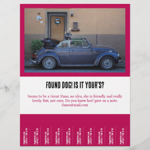 Flyer encontrou um amigo peludo