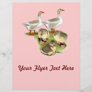 Flyer Família de Ganso Pomeraniana