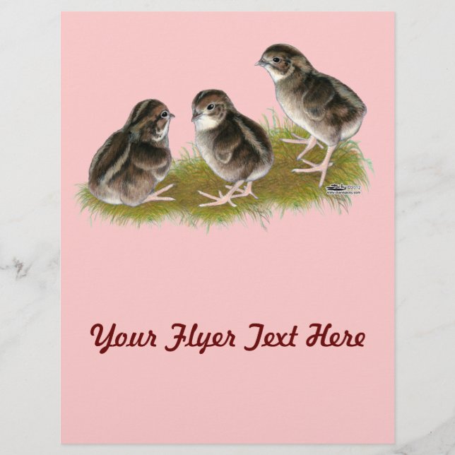 Flyer Filhotes de codorniz Coturnix (Frente)