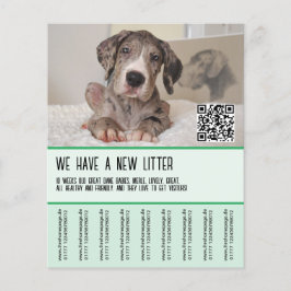 Flyer Filhotes de Dogue Alemão à Venda