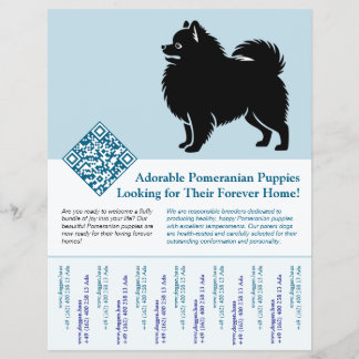 Flyer Filhotes de Pomerânia Disponíveis Agora azul