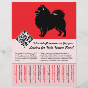 Flyer 🐾 Filhotes de Pomerânia Premium Disponíveis Agora