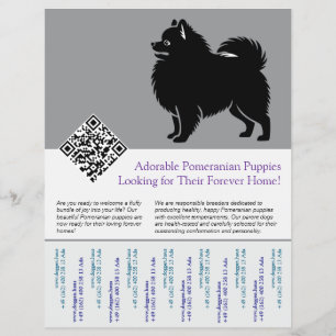 Flyer 🐾 Filhotes de Pomerânia Premium Disponíveis Agora