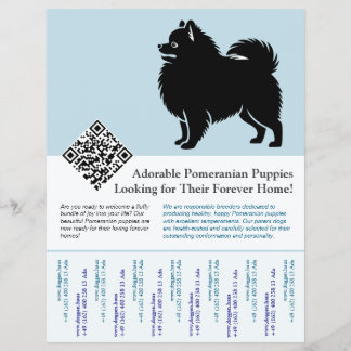 Flyer 🐾 Filhotes de Pomerânia Premium Disponíveis Agora