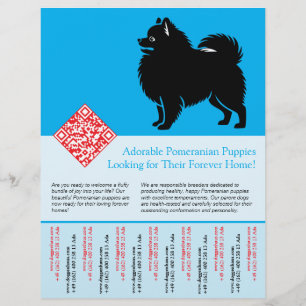 Flyer 🐾 Filhotes de Pomerânia Premium Disponíveis Agora
