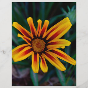Flyer Flor Gazania