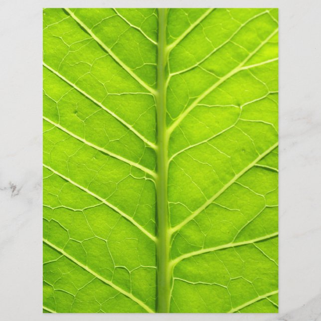 Flyer Folha verde (Frente)