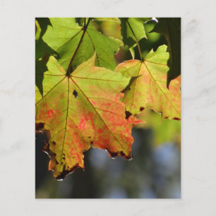 Flyer Folhas de outono coloridas