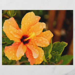 Flyer Fotografia de Flor de Hibisco