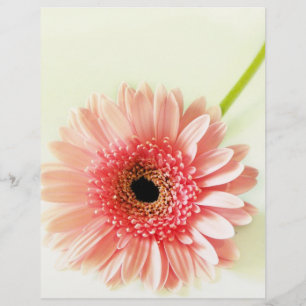 Flyer Fotografia de Gerbera Daisy Rosa Fresca