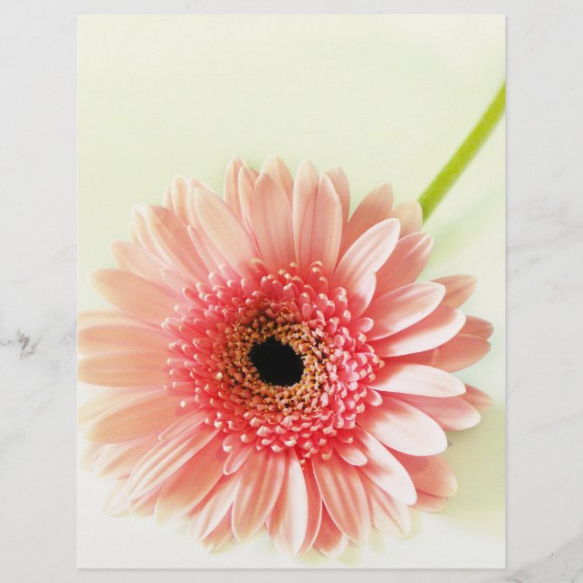 Flyer Fotografia de Gerbera Daisy Rosa Fresca (Frente)