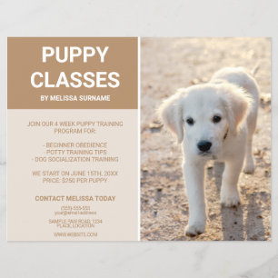 Flyer Fotos de Filhotes de Retriever Dourado Aulas de Fi