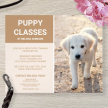 Fotos de Filhotes de Retriever Dourado Aulas de Fi