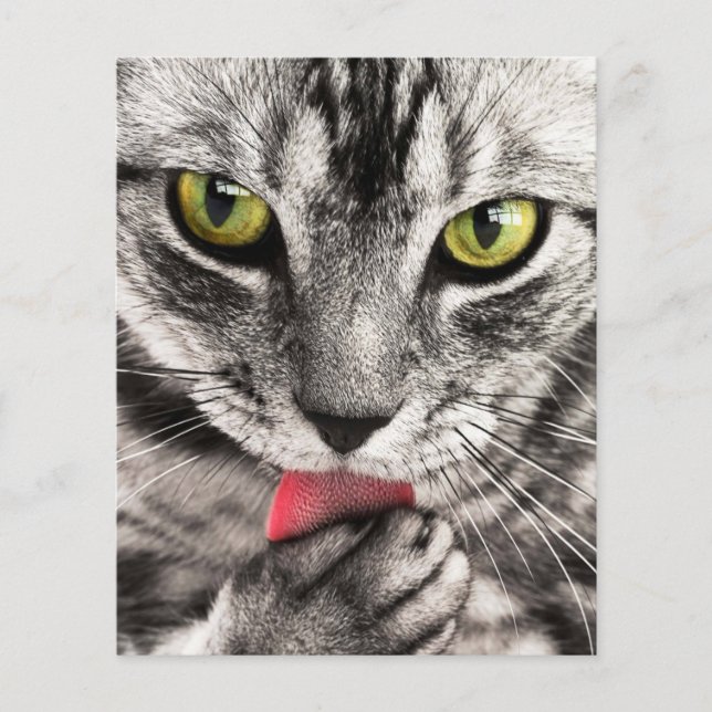 Flyer gato-listrado-114782 gato listrado close up retrat (Frente)