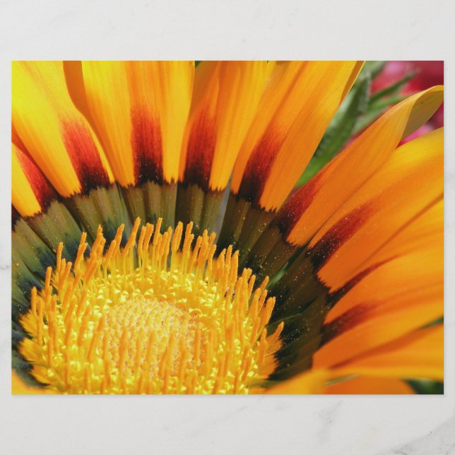 Flyer Gazania (Frente)