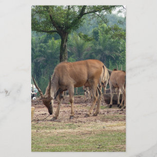 Flyer Gazela, zoológico de animais selvagens,羚.