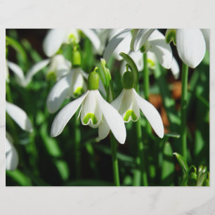 Flyer Gotas da neve - flores de florescência do bulbo d