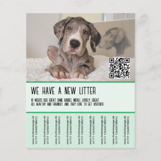 Flyer Grandes Dane Puppies para venda