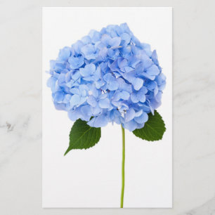 Flyer Hydrangea