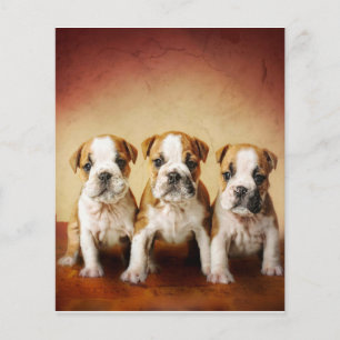 Flyer Inglês Bulldog Torna-se Muito Bonito