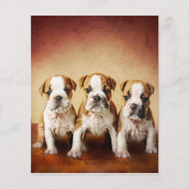 Flyer Inglês Bulldog Torna-se Muito Bonito (Frente)