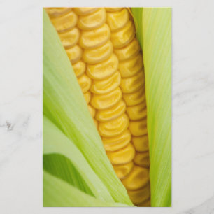 Flyer Insectos frescos do costume do milho