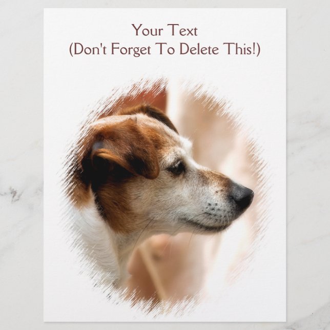 FLYER JACK RUSSELL TERRIER DOG (Frente)